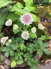 Astrantia