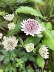 Astrantia