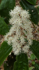 Miconia amoena