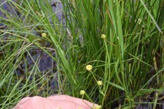 Ranunculus flammula filiformis