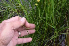 Ranunculus flammula filiformis