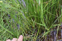 Ranunculus flammula filiformis
