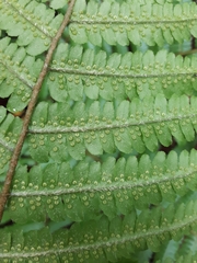 Dryopteris crassirhizoma