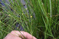 Ranunculus flammula filiformis