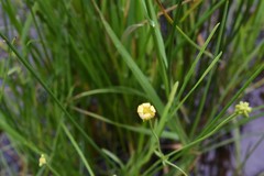 Ranunculus flammula filiformis