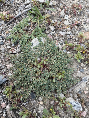 Image of Corrugate-seeded spurge by (c) Sam Kieschnick, some rights reserved (CC BY)