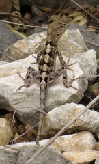 Strahm's Anole photo 2