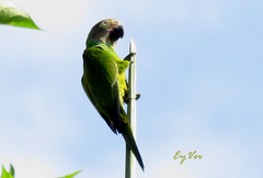 Aratinga weddellii