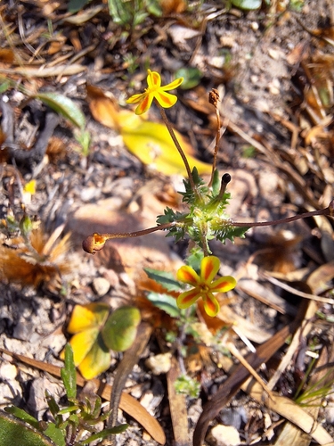 Image of Zaluzianskya divaricata by (c) Adele SL, some rights reserved (CC BY)