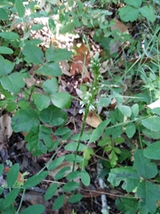 Platanthera elegans elegans