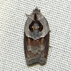 Acleris maculidorsana