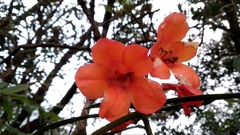 Rhododendron javanicum