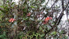 Rhododendron javanicum