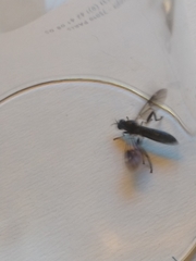Exaireta spinigera