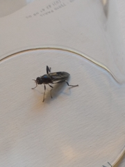 Exaireta spinigera