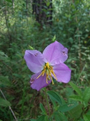Rhexia mariana mariana