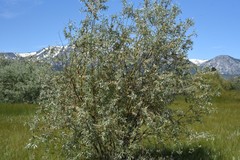 Salix orestera
