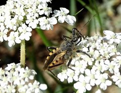 Rhynocoris ventralis