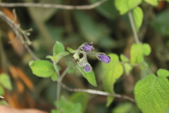 Solanum caripense