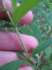 Rhexia mariana mariana