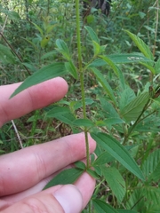 Rhexia mariana mariana