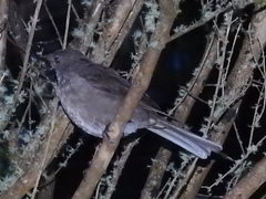Turdus plebejus