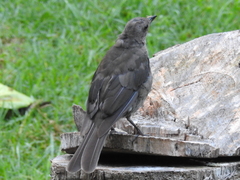 Turdus plebejus