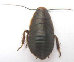 Oxyhaloa deusta