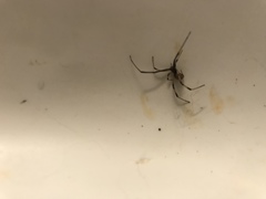 Latrodectus geometricus