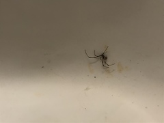 Latrodectus geometricus
