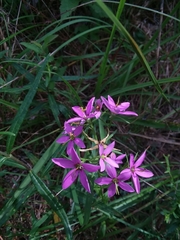 Sabatia brachiata