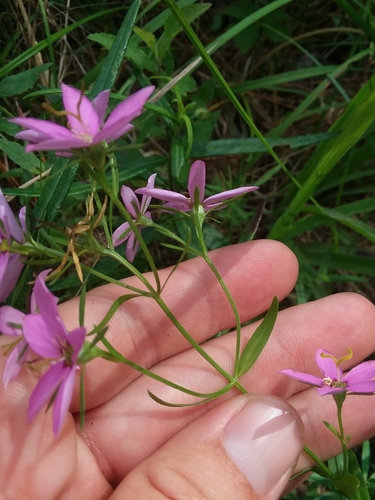 Image of Sabatia brachiata by (c) Will McFarland, some rights reserved (CC BY)