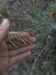 Astragalus filipes