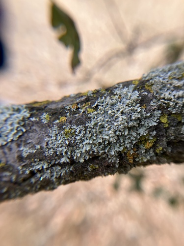 iNaturalist observation photo of rosette lichens