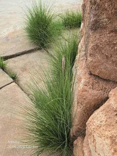 Fountain Grass