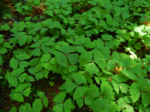Image of Achlys californica by (c) Ed Alverson, some rights reserved (CC BY)