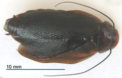 Oxyhaloa deusta