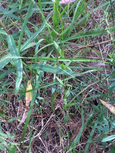 Image of Sabatia brachiata by (c) Will McFarland, some rights reserved (CC BY)