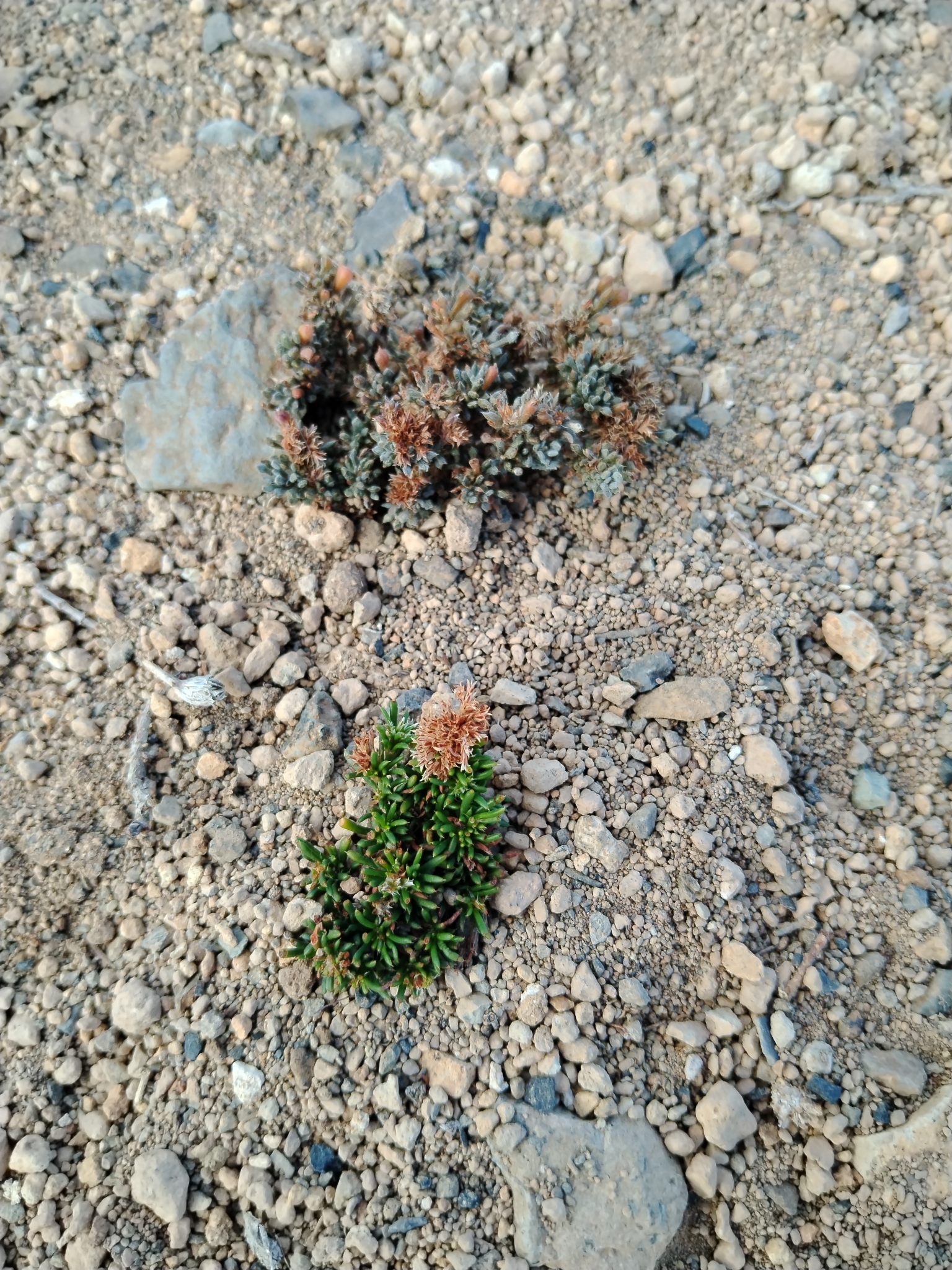 Polycarpaea divaricata
