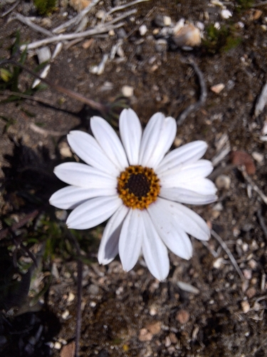 Image of Dimorphotheca nudicaulis by (c) Adele SL, some rights reserved (CC BY)