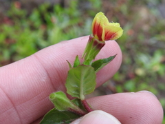 Image of Oenothera epilobiifolia