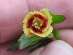 Oenothera epilobiifolia