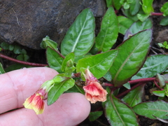 Oenothera epilobiifolia