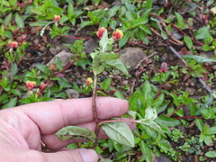 Oenothera epilobiifolia