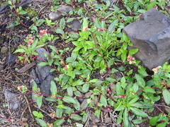 Oenothera epilobiifolia