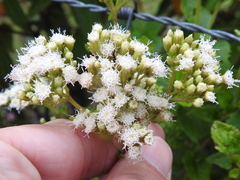 Ageratum conyzoides