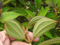 Miconia subseriata