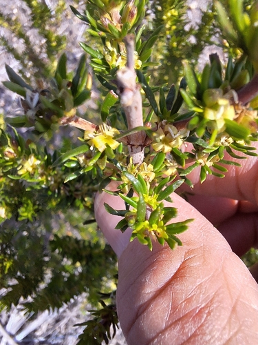 Image of Anthospermum aethiopicum by (c) Adele SL, some rights reserved (CC BY)