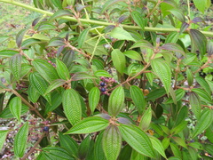 Miconia subseriata