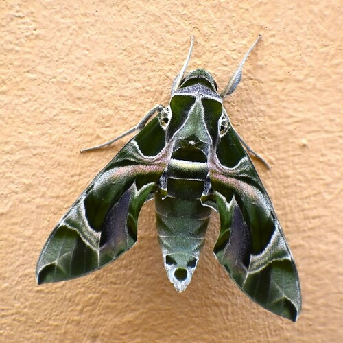 Daphnis nerii